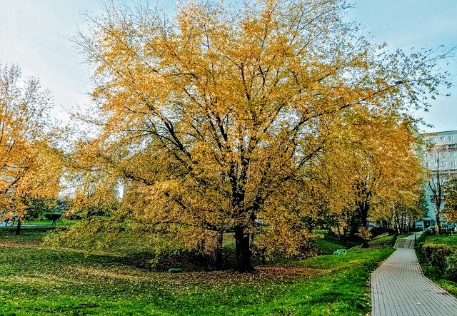 Скачать бесплатно Tree Gold Foliage - бесплатную фотографию или картинку для редактирования с помощью онлайн-редактора изображений GIMP