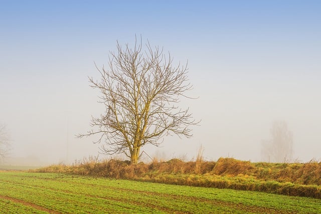 Free download tree grass field haze winter cold free picture to be edited with GIMP free online image editor