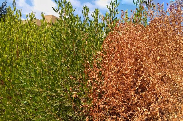 無料ダウンロードTreeGrassShrubs-GIMPオンライン画像エディタで編集できる無料の写真または画像