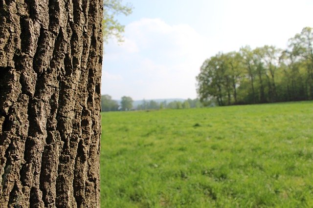 Kostenloser Download Tree Graze Summer - kostenloses Foto oder Bild zur Bearbeitung mit GIMP Online-Bildbearbeitung