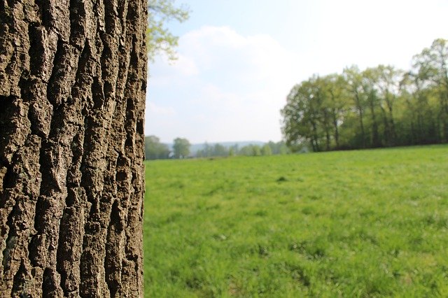 Ücretsiz indir Tree Graze Summer - GIMP çevrimiçi resim düzenleyici ile düzenlenecek ücretsiz fotoğraf veya resim