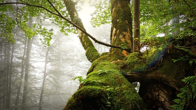 Безкоштовно завантажте Tree Green Forest - безкоштовну фотографію або зображення для редагування за допомогою онлайн-редактора зображень GIMP