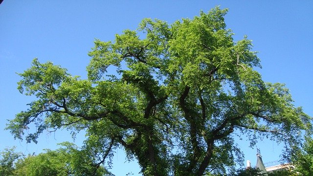 Téléchargement gratuit Tree Green Leaves Blue - photo ou image gratuite à éditer avec l'éditeur d'images en ligne GIMP