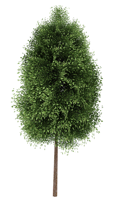 Free download Tree Green Wood -  free illustration to be edited with GIMP free online image editor