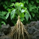 tree growing on rock wallpaper  screen for extension Chrome web store in OffiDocs Chromium
