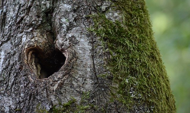 Unduh gratis Tree Heart Nature - foto atau gambar gratis untuk diedit dengan editor gambar online GIMP
