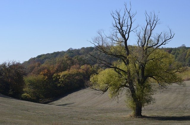 Bezpłatne pobieranie Tree Hilly Landscape - darmowe zdjęcie lub obraz do edycji za pomocą internetowego edytora obrazów GIMP