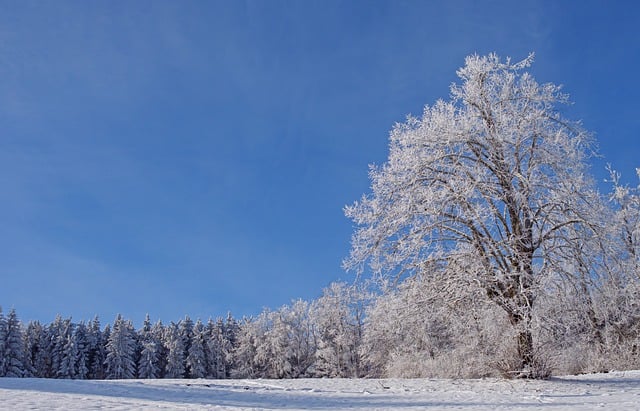 Free download tree hoarfrost wintry winter tree free picture to be edited with GIMP free online image editor
