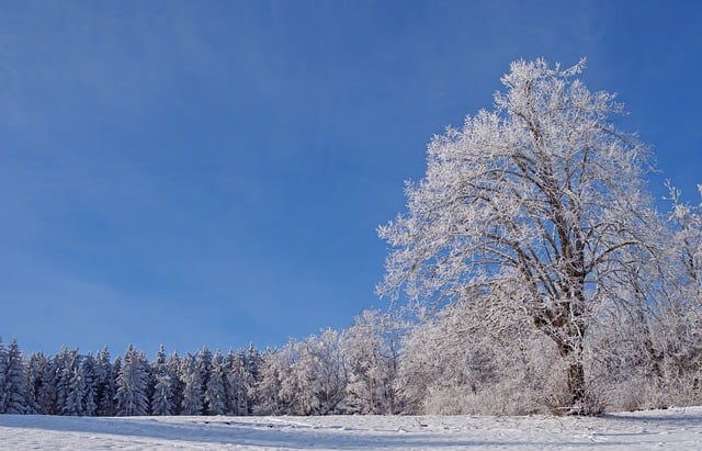 Free download tree hoarfrost wintry winter tree free picture to be edited with GIMP free online image editor