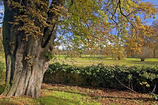 Free download tree horse chestnut fall free picture to be edited with GIMP free online image editor