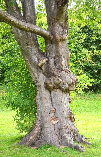 Téléchargement gratuit de Tree Hug Hugging - photo ou image gratuite à éditer avec l'éditeur d'images en ligne GIMP