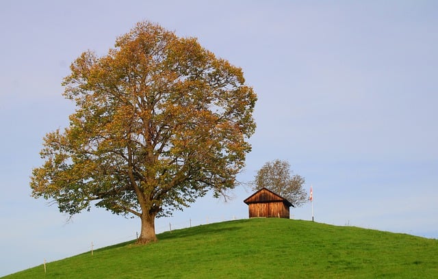 Free download tree hut hill fall meadow rural free picture to be edited with GIMP free online image editor