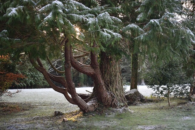 Free download tree ice snowl frost donegal free picture to be edited with GIMP free online image editor