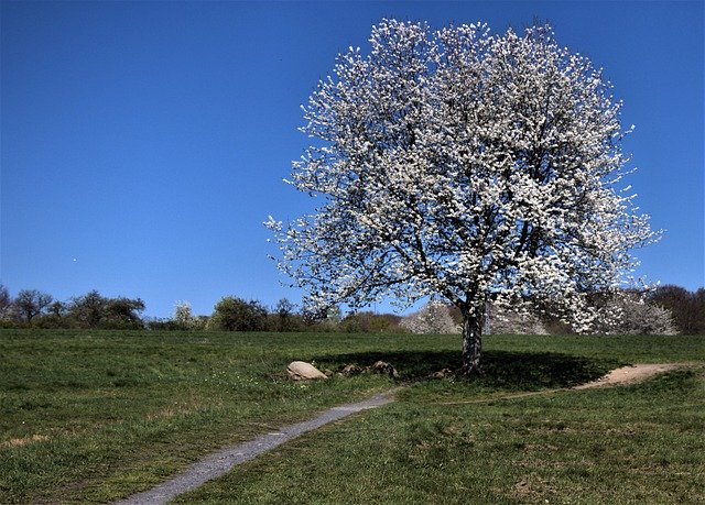 Безкоштовне завантаження Tree In Blossom Flowers Nature - безкоштовна безкоштовна фотографія або зображення для редагування за допомогою онлайн-редактора зображень GIMP