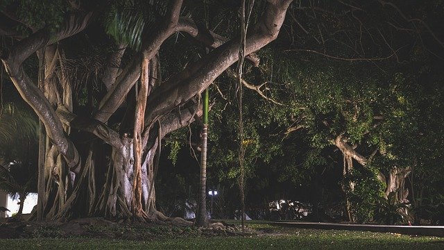 دانلود رایگان Tree Intertwine Nature - عکس یا تصویر رایگان قابل ویرایش با ویرایشگر تصویر آنلاین GIMP