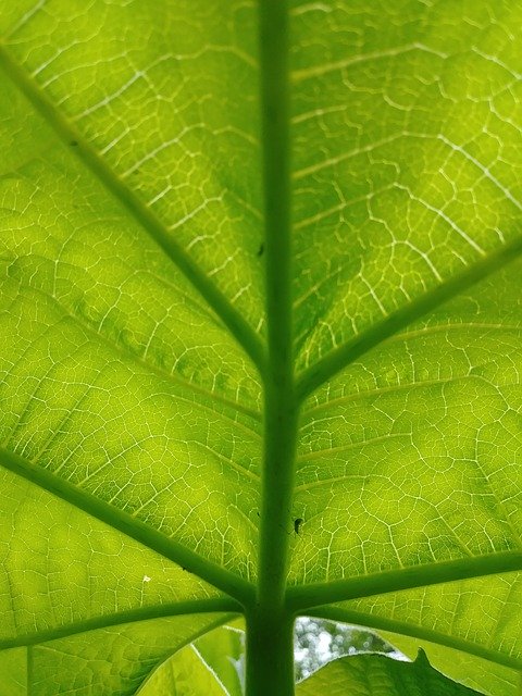ດາວໂຫຼດຟຣີ Tree Invasive Green - ຮູບພາບຫຼືຮູບພາບທີ່ບໍ່ເສຍຄ່າເພື່ອແກ້ໄຂດ້ວຍຕົວແກ້ໄຂຮູບພາບອອນໄລນ໌ GIMP