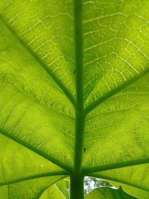 ดาวน์โหลดฟรี Tree Invasive Green - ภาพถ่ายหรือรูปภาพฟรีที่จะแก้ไขด้วยโปรแกรมแก้ไขรูปภาพออนไลน์ GIMP