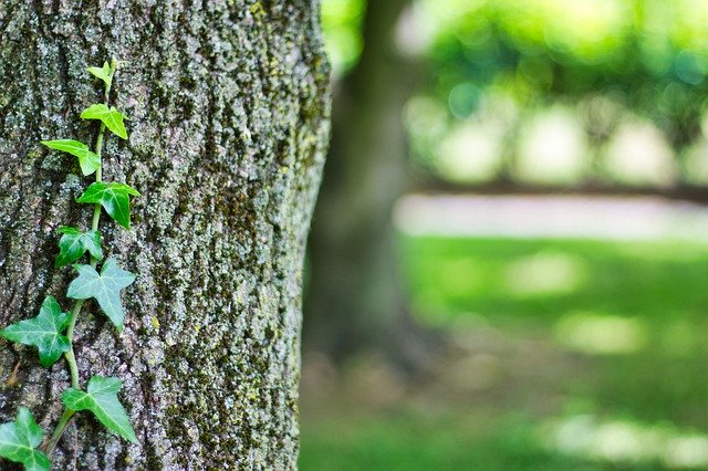 Bezpłatne pobieranie Tree Ivy Nature - bezpłatne zdjęcie lub obraz do edycji za pomocą internetowego edytora obrazów GIMP