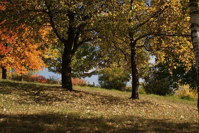 Free download Tree Jeśień Autumn -  free photo or picture to be edited with GIMP online image editor