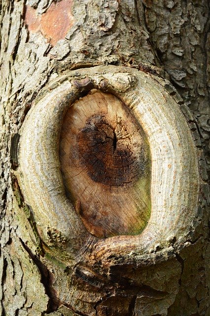 Muat turun percuma Tree Knothole Log - foto atau gambar percuma percuma untuk diedit dengan editor imej dalam talian GIMP