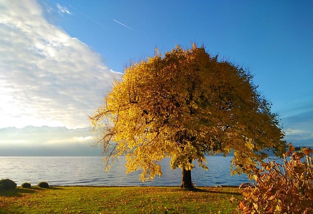 Free download tree lake leaves autumn colors free picture to be edited with GIMP free online image editor