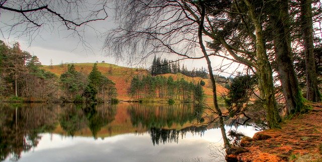 Descarga gratuita Tree Lake Water: foto o imagen gratuita para editar con el editor de imágenes en línea GIMP