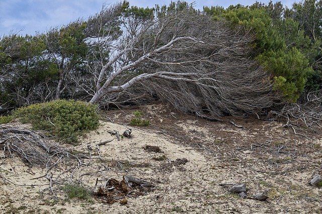 Free download Tree Landscape Coast -  free photo or picture to be edited with GIMP online image editor