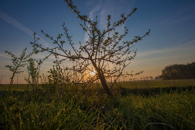 Téléchargement gratuit Arbre Paysage Nature - photo ou image gratuite à éditer avec l'éditeur d'images en ligne GIMP