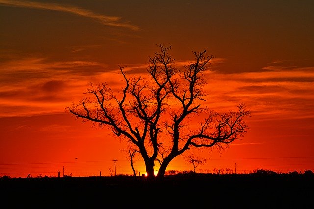 Gratis download Tree Landscape Sunset - gratis foto of afbeelding om te bewerken met GIMP online afbeeldingseditor