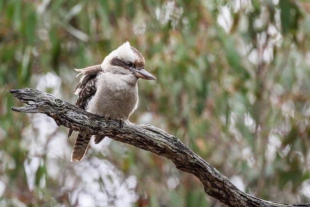 Free download tree laughing kookaburra kookaburra free picture to be edited with GIMP free online image editor