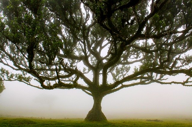 تنزيل Tree Laurel Greenhouse مجانًا - صورة أو صورة مجانية ليتم تحريرها باستخدام محرر الصور عبر الإنترنت GIMP