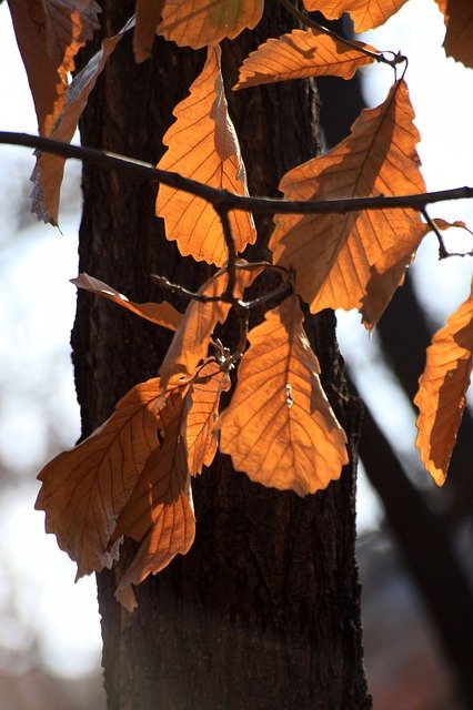 जीआईएमपी मुफ्त ऑनलाइन छवि संपादक के साथ संपादित करने के लिए मुफ्त डाउनलोड पेड़ का पत्ता शरद ऋतु जंगल मुक्त तस्वीर छोड़ देता है