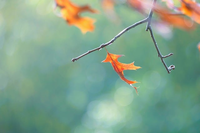 Free download tree leaf maple fall forest free picture to be edited with GIMP free online image editor