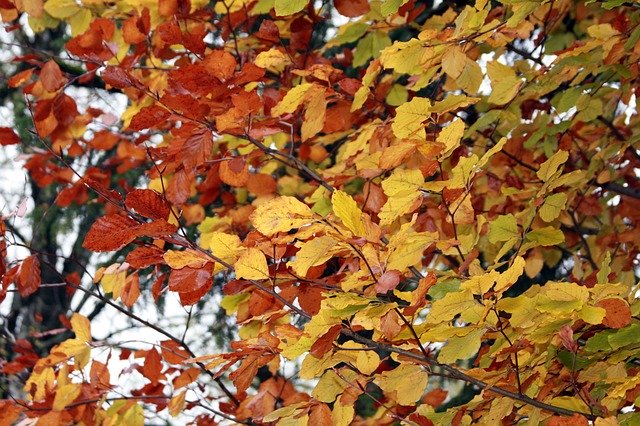 Free download Tree Leaves Autumn Fall -  free photo or picture to be edited with GIMP online image editor