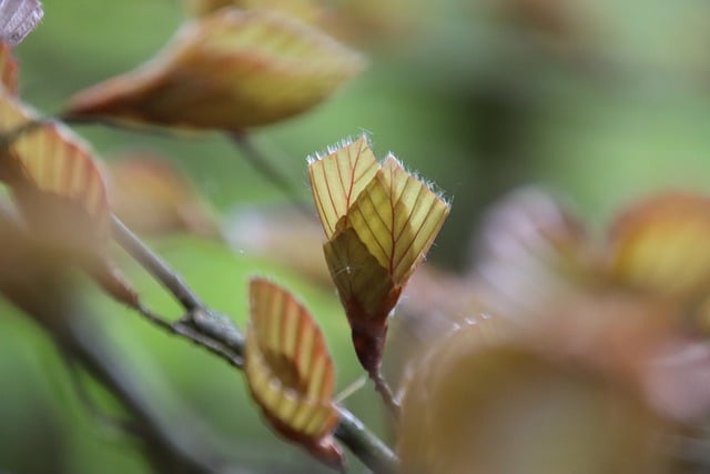 Free download tree leaves branches european beech free picture to be edited with GIMP free online image editor