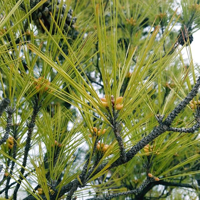 تنزيل Tree Leaves Bud مجانًا - صورة مجانية أو صورة يتم تحريرها باستخدام محرر الصور عبر الإنترنت GIMP