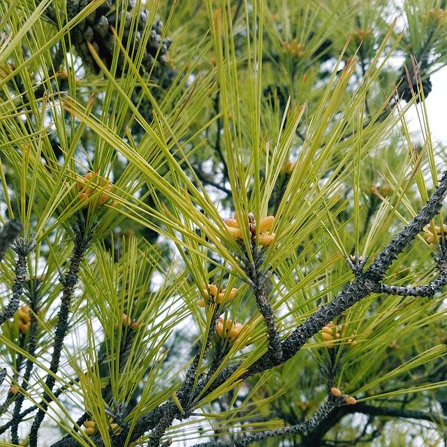 Free download Tree Leaves Bud -  free photo or picture to be edited with GIMP online image editor