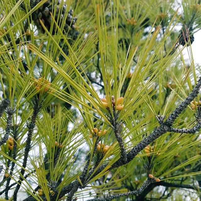 Descărcare gratuită Tree Leaves Bud - fotografie sau imagini gratuite pentru a fi editate cu editorul de imagini online GIMP