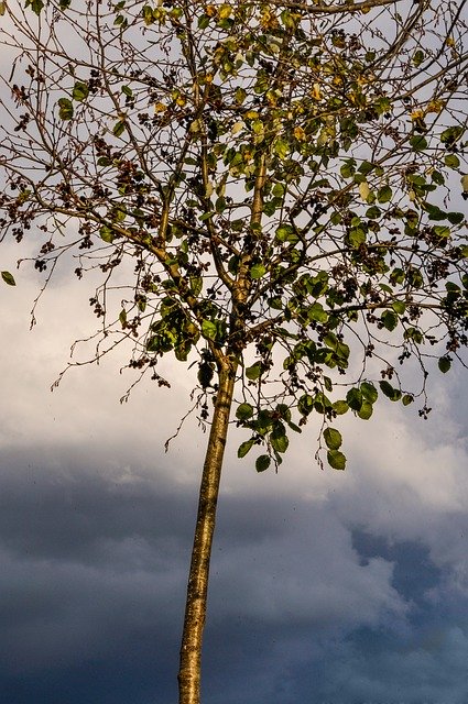 Descarga gratuita Tree Leaves Clouds: foto o imagen gratuita para editar con el editor de imágenes en línea GIMP