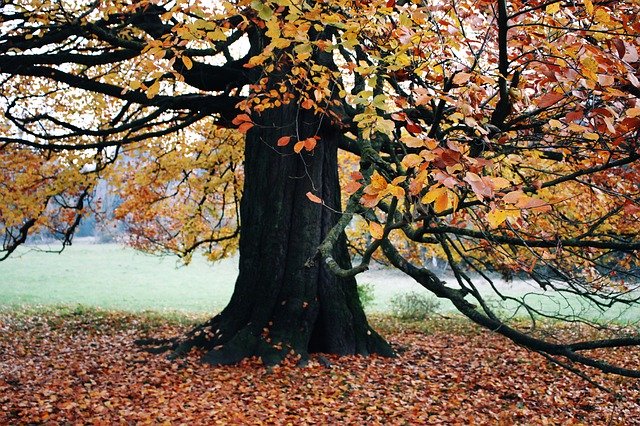 Gratis download Tree Leaves Colorful - gratis gratis foto of afbeelding om te bewerken met GIMP online afbeeldingseditor