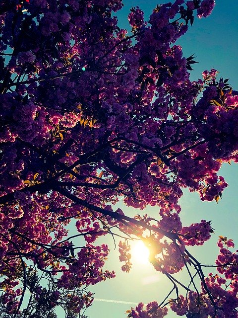 Безкоштовно завантажте Tree Leaves Flowers — безкоштовну фотографію або зображення для редагування за допомогою онлайн-редактора зображень GIMP