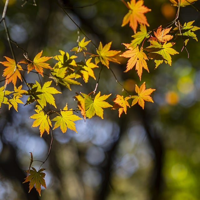Free download tree leaves foliage autumn leaves free picture to be edited with GIMP free online image editor