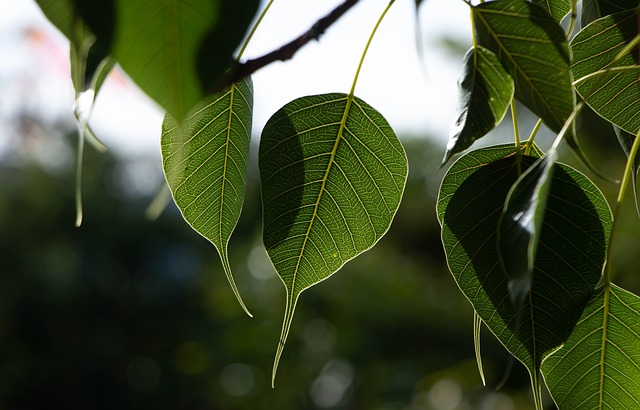 Free download tree leaves foliage bopath bo free picture to be edited with GIMP free online image editor