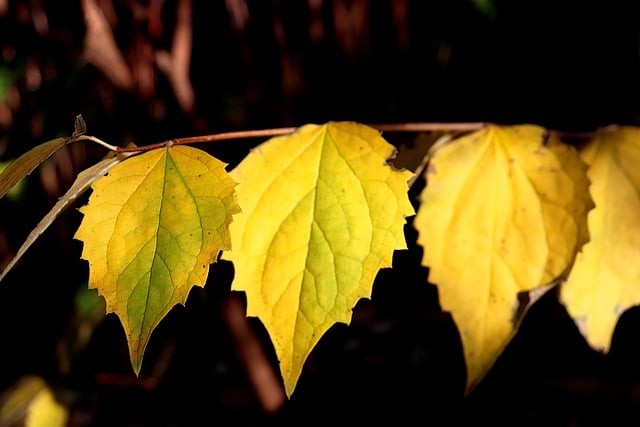 Free graphic tree leaves foliage plants fall to be edited by GIMP free image editor by OffiDocs