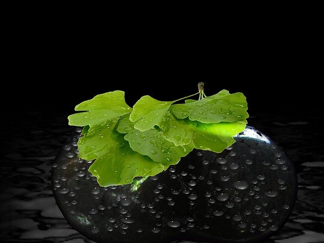 Free download Tree Leaves Gingko -  free illustration to be edited with GIMP free online image editor