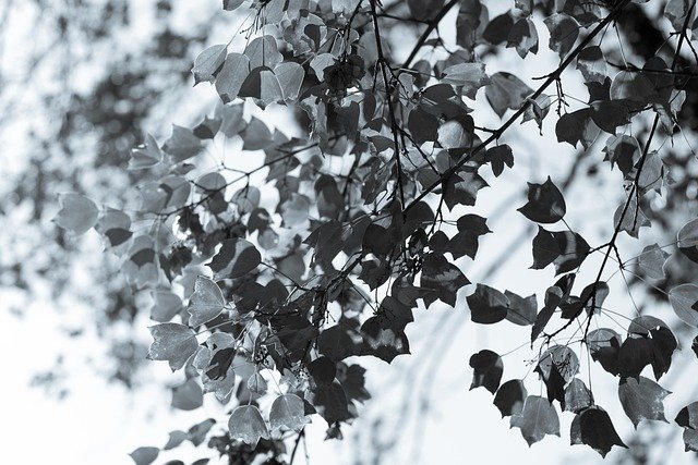 Free download tree leaves in black and white winter free picture to be edited with GIMP free online image editor
