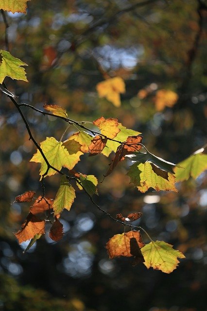 تنزيل مجاني Tree Leaves Leaf Of Elm - صورة مجانية أو صورة ليتم تحريرها باستخدام محرر الصور عبر الإنترنت GIMP