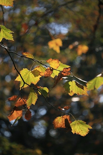 Free download Tree Leaves Leaf Of Elm -  free photo or picture to be edited with GIMP online image editor