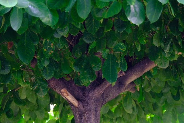 Free download tree leaves nature foliage free picture to be edited with GIMP free online image editor