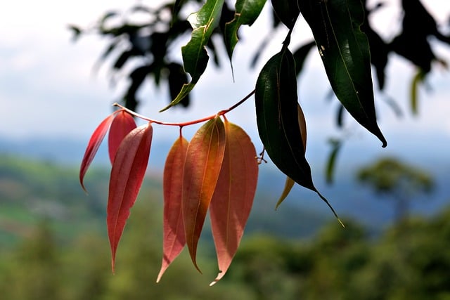 Free download tree leaves nature foliage growth free picture to be edited with GIMP free online image editor